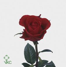 Розы Стробери Кинг оптом в Санкт-Петербурге - цветы оптом СПб